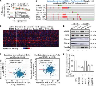 Stimulation of Let-7 Maturation by Metformin Improved the Response to Tyrosine Kinase Inhibitor Therapy in an m6A Dependent Manner
